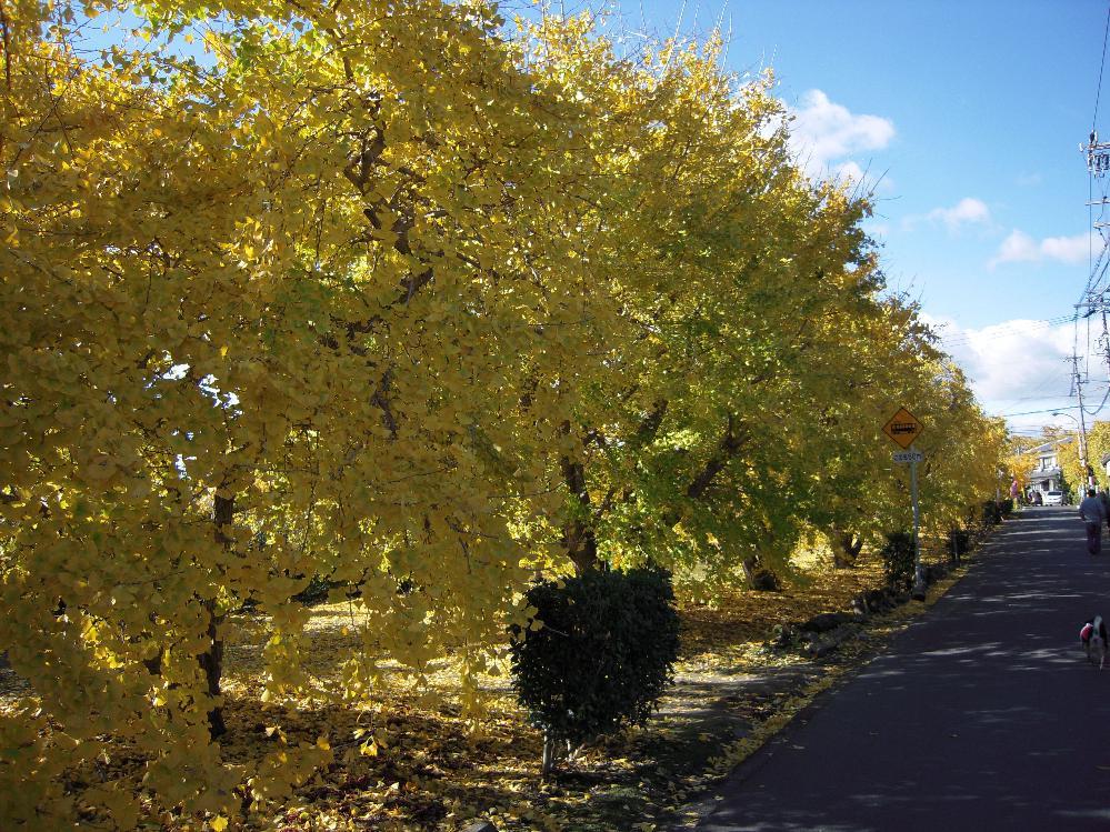 祖父江銀杏 002.jpg